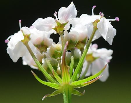 Limnosciadium_pinnatum_umbellet.jpg