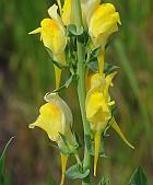 Linaria dalmatica thumbnail