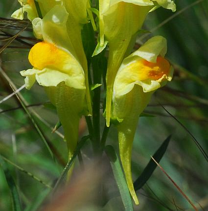 Linaria_vulgaris_flowers2.jpg