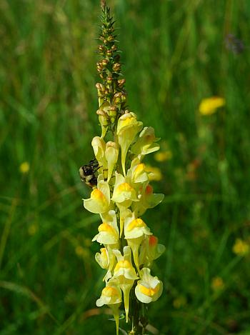 Linaria_vulgaris_inflorescence.jpg