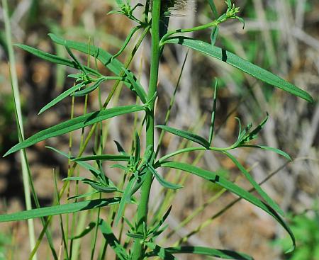 Linaria_vulgaris_leaves.jpg