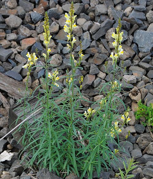 Linaria_vulgaris_plant.jpg