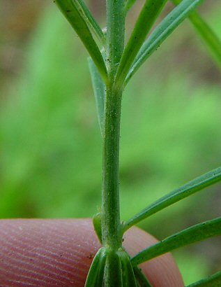 Linaria_vulgaris_stem.jpg