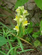 Linaria vulgaris thumbnail