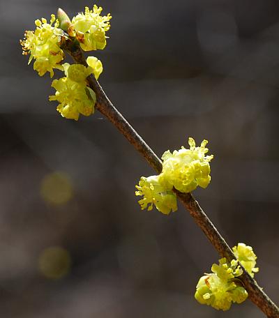 Lindera_benzoin_branch.jpg