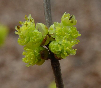 Lindera_benzoin_flowers.jpg