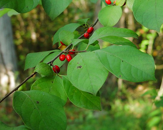 Lindera_benzoin_fruiting_plant.jpg