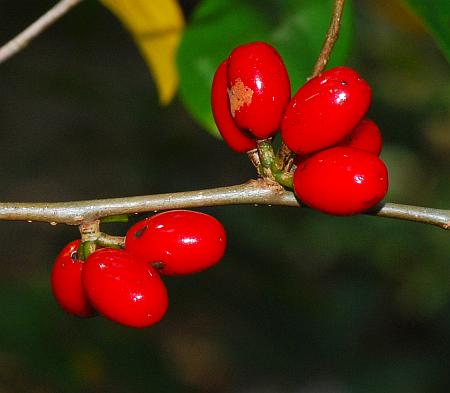 Lindera_benzoin_fruits.jpg