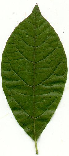 Lindera_benzoin_leaf.jpg