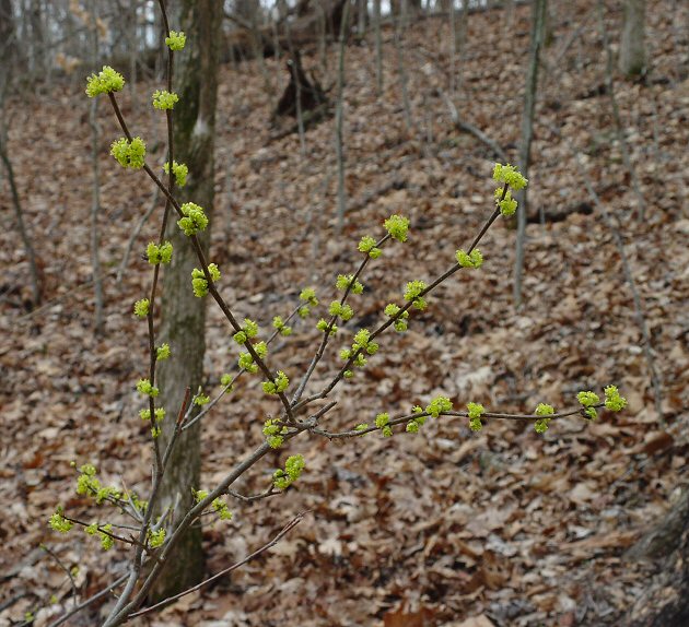 Lindera_benzoin_plant.jpg