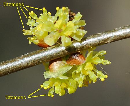 Lindera_benzoin_staminate.jpg