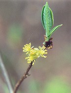 Lindera benzoin thumbnail