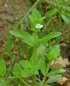 Lindernia dubia thumbnail