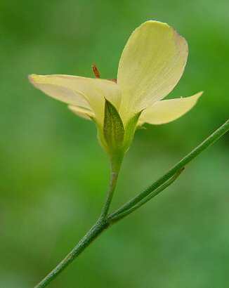 Linum_medium_calyx.jpg