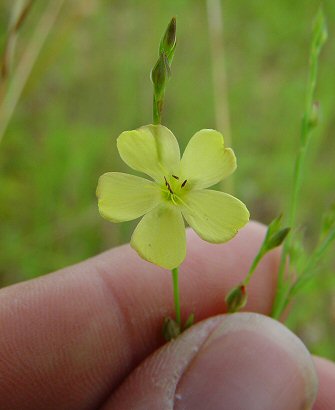 Linum_medium_flower1.jpg