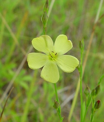 Linum_medium_flower2.jpg