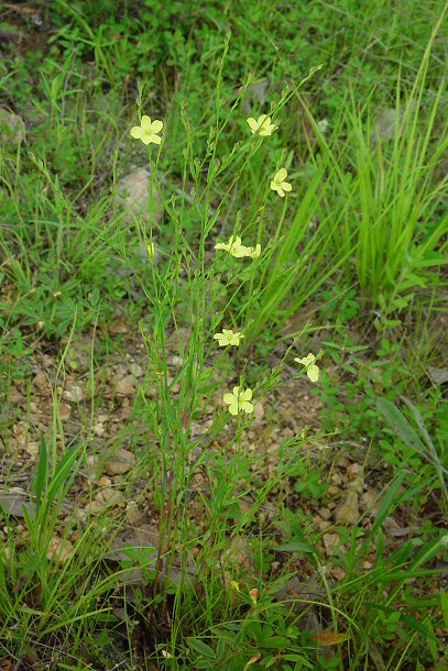 Linum_medium_plant.jpg