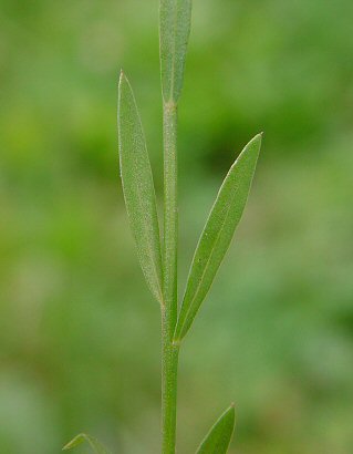 Linum_medium_stem.jpg