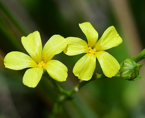 Linum_sulcatum_corollas.jpg