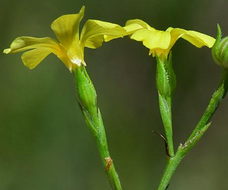 Linum_sulcatum_flowers.jpg