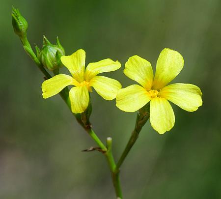 Linum_sulcatum_inflorescence.jpg