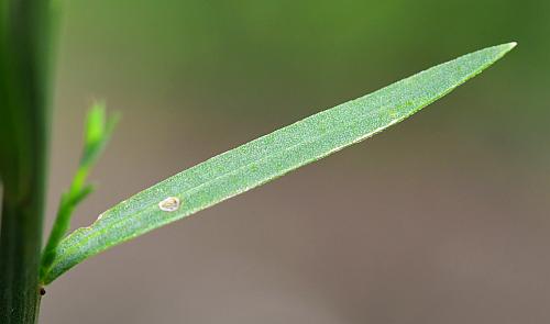 Linum_sulcatum_leaf1.jpg