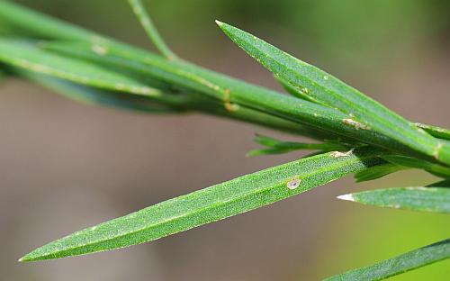 Linum_sulcatum_leaf2.jpg