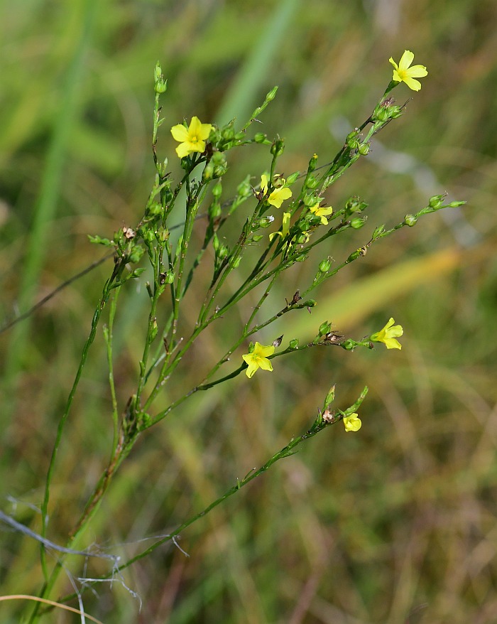 Linum_sulcatum_plant.jpg