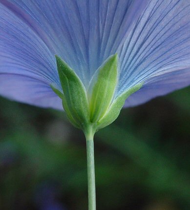 Linum_usitatissimum_calyx.jpg