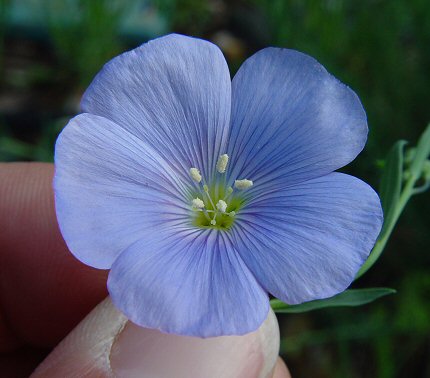 Linum_usitatissimum_flower.jpg