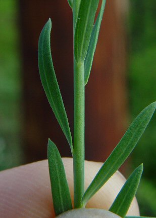 Linum_usitatissimum_stem.jpg