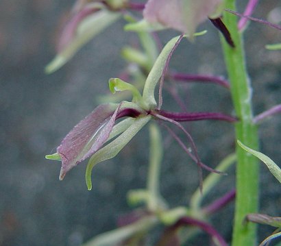 Liparis_liliifolia_flower.jpg