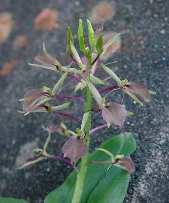 Liparis_liliifolia_inflorescence.jpg