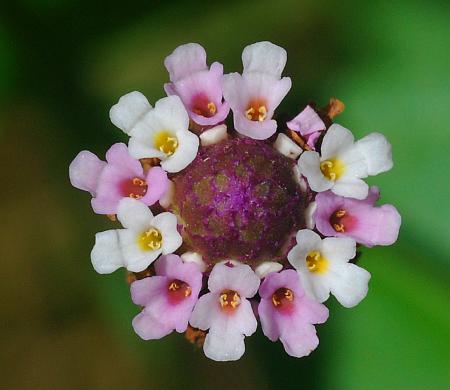 Lippia_lanceolata_florets.jpg