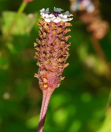 Lippia_lanceolata_inflorescence.jpg