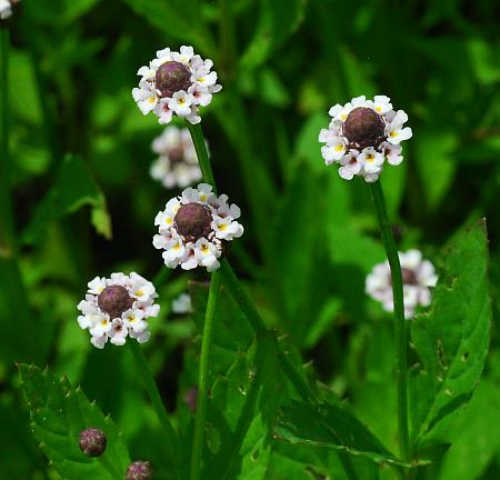 Lippia_lanceolata_inflorescences.jpg