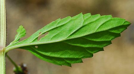 Lippia_lanceolata_leaf2.jpg