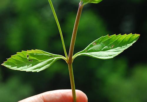 Lippia_lanceolata_leaves.jpg