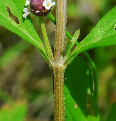 Lippia_lanceolata_stem.jpg