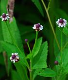 Lippia lanceolata thumbnail