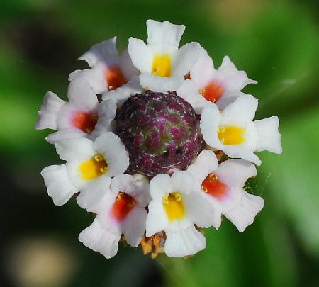 Lippia_nodiflora_florets.jpg