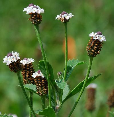 Lippia_nodiflora_inflorescences.jpg