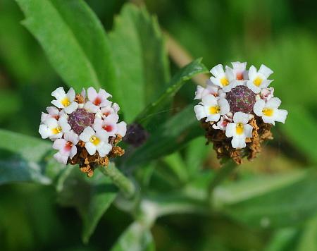 Lippia_nodiflora_inflorescences2.jpg