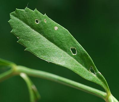 Lippia_nodiflora_leaf1.jpg