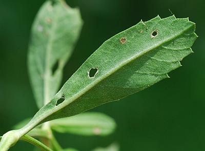 Lippia_nodiflora_leaf2.jpg