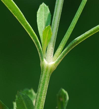 Lippia_nodiflora_stem.jpg