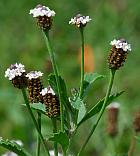 Lippia nodiflora thumbnail