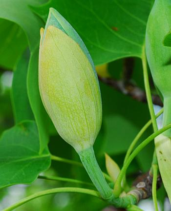 Liriodendron_tulipifera_bud.jpg