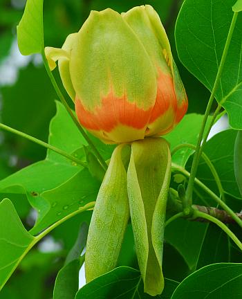 Liriodendron_tulipifera_flower.jpg