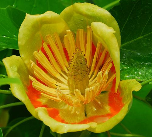 Liriodendron_tulipifera_functional.jpg